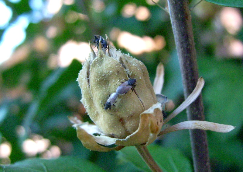 oxicarenus ? [Oxycarenus hyalinipennis]